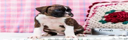 Boxer dogs for sale: Juliette - Ad 8