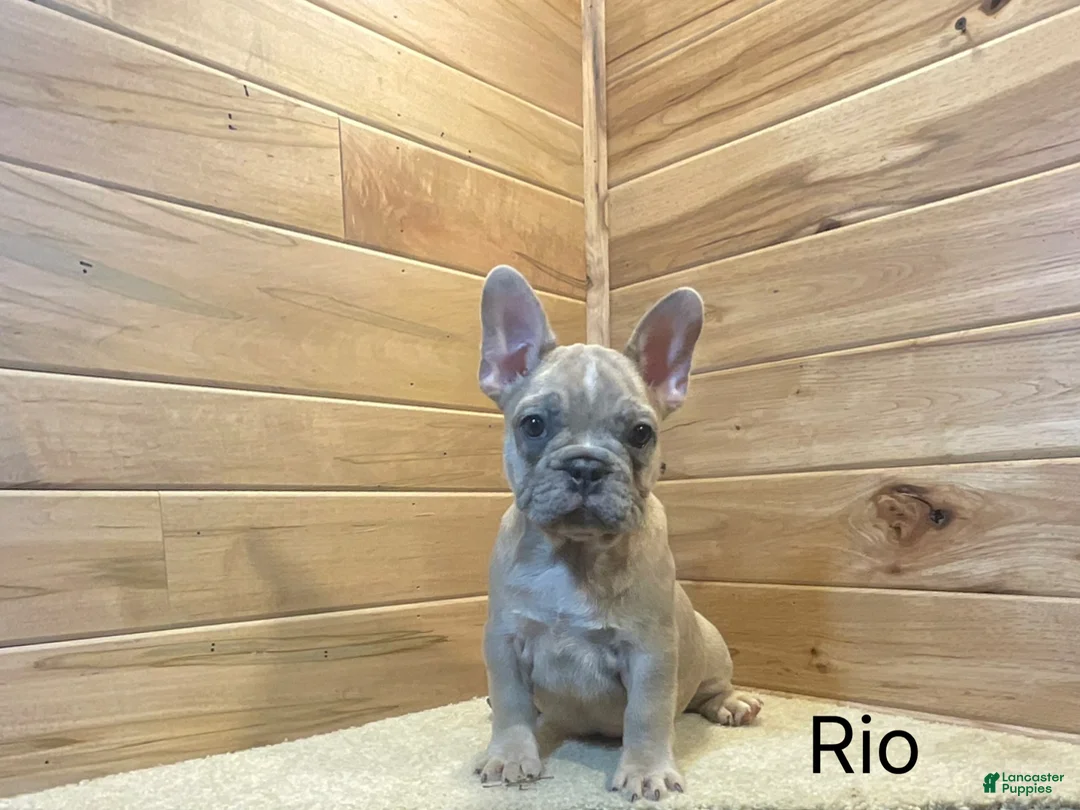 French Bulldog dogs for sale: French BulldogRio 1 - Ad 2