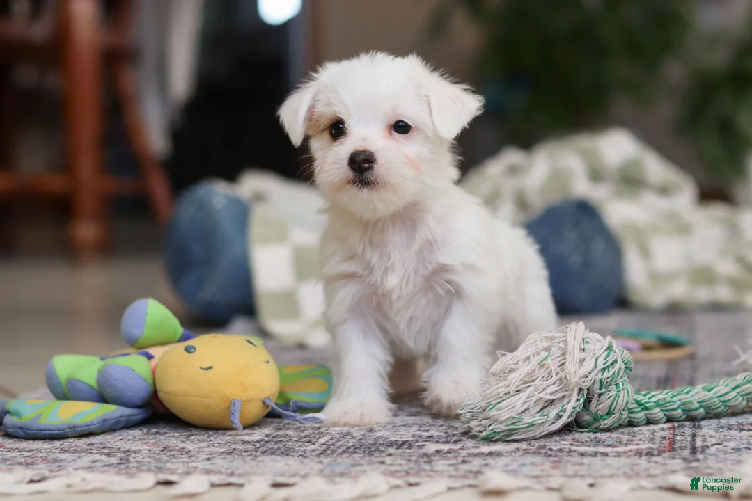 Morkie dogs for sale: Elsa - Ad 3