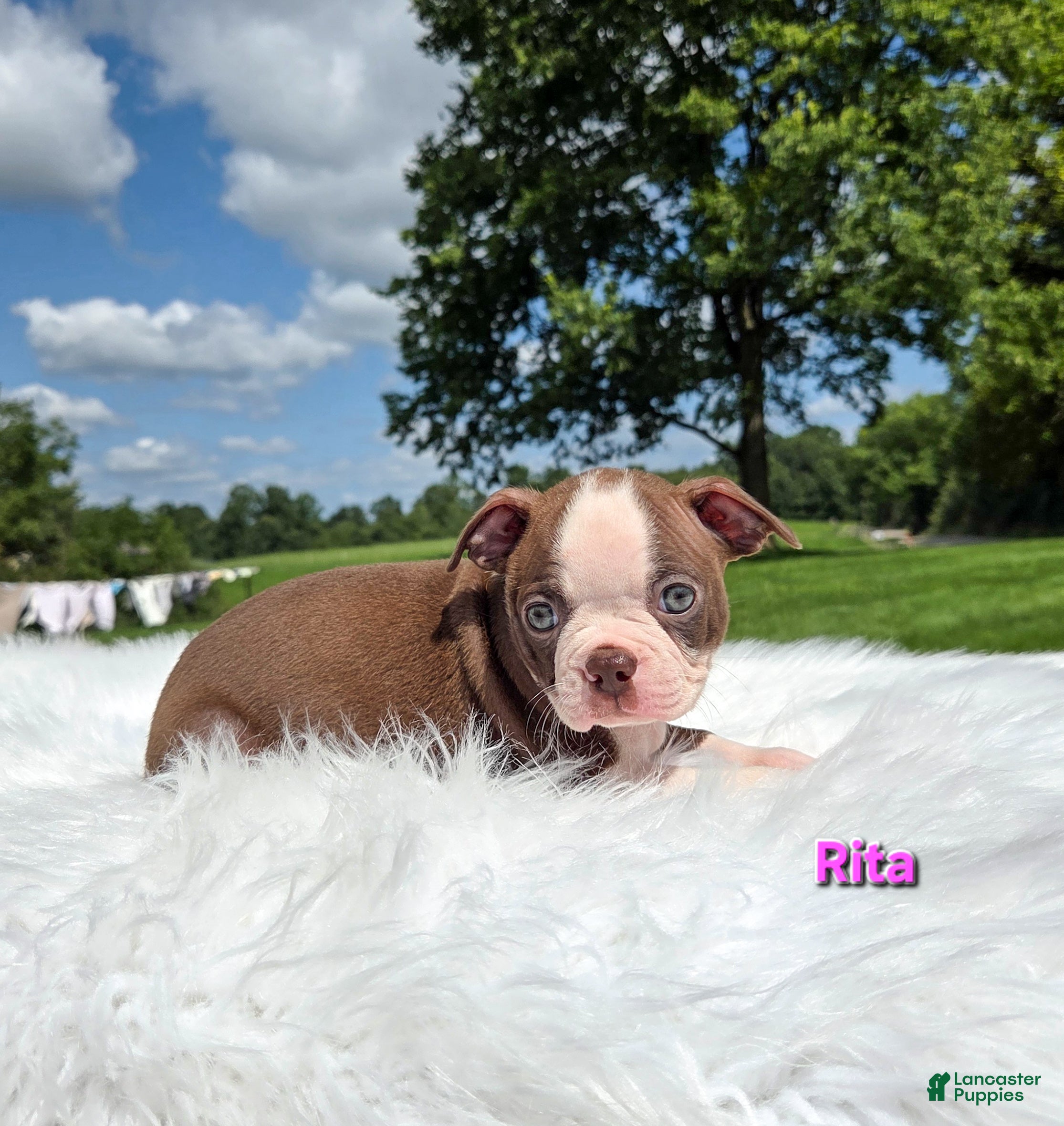 Boston Terrier dogs Rita - Ad 2
