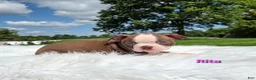 Boston Terrier dogs for sale: Rita - Ad 2