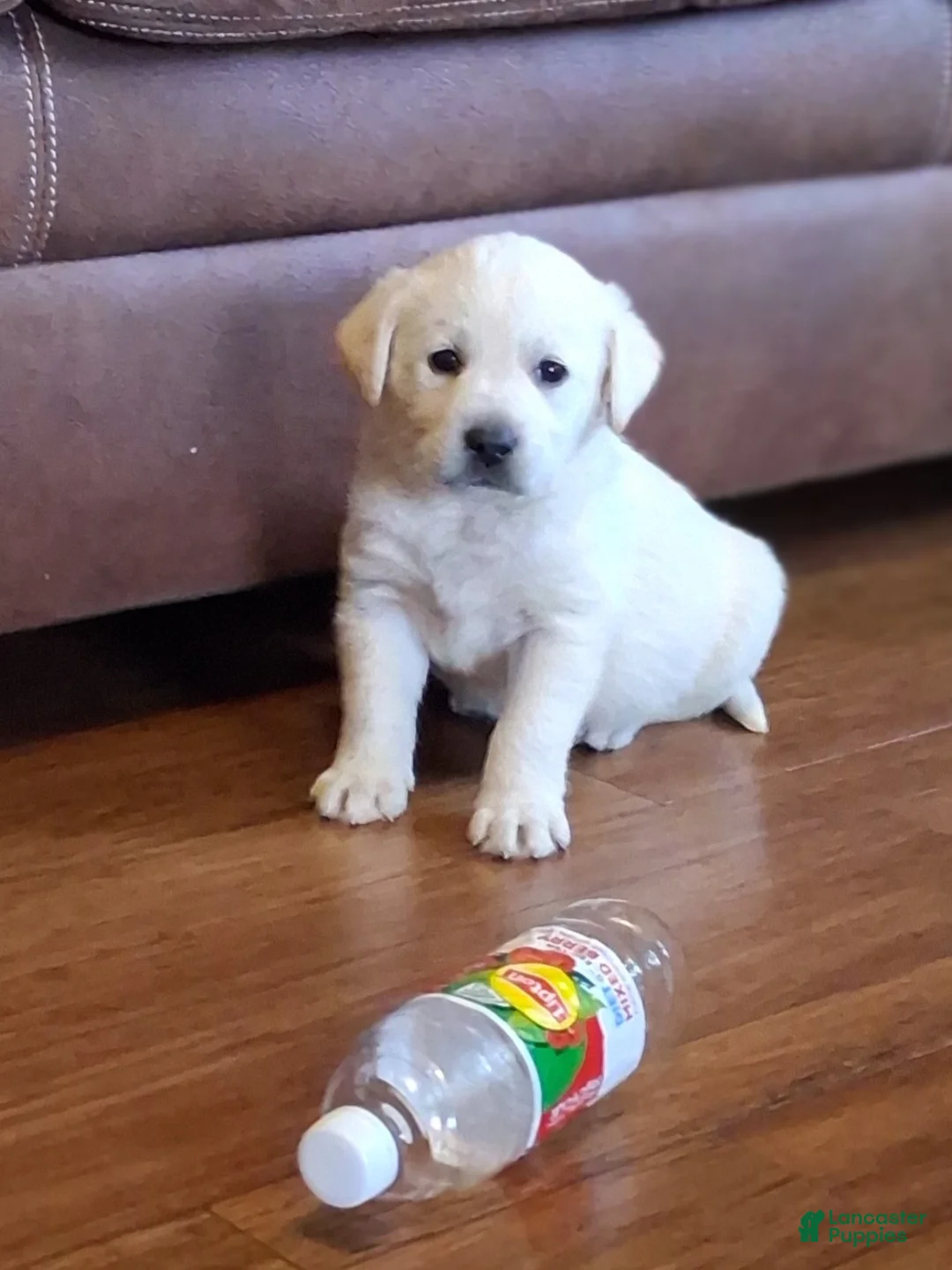 Labrador Retriever dogs for sale: Mack - Ad 2