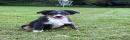 Miniature Australian Shepherd dogs for sale: Tucker - Ad 2