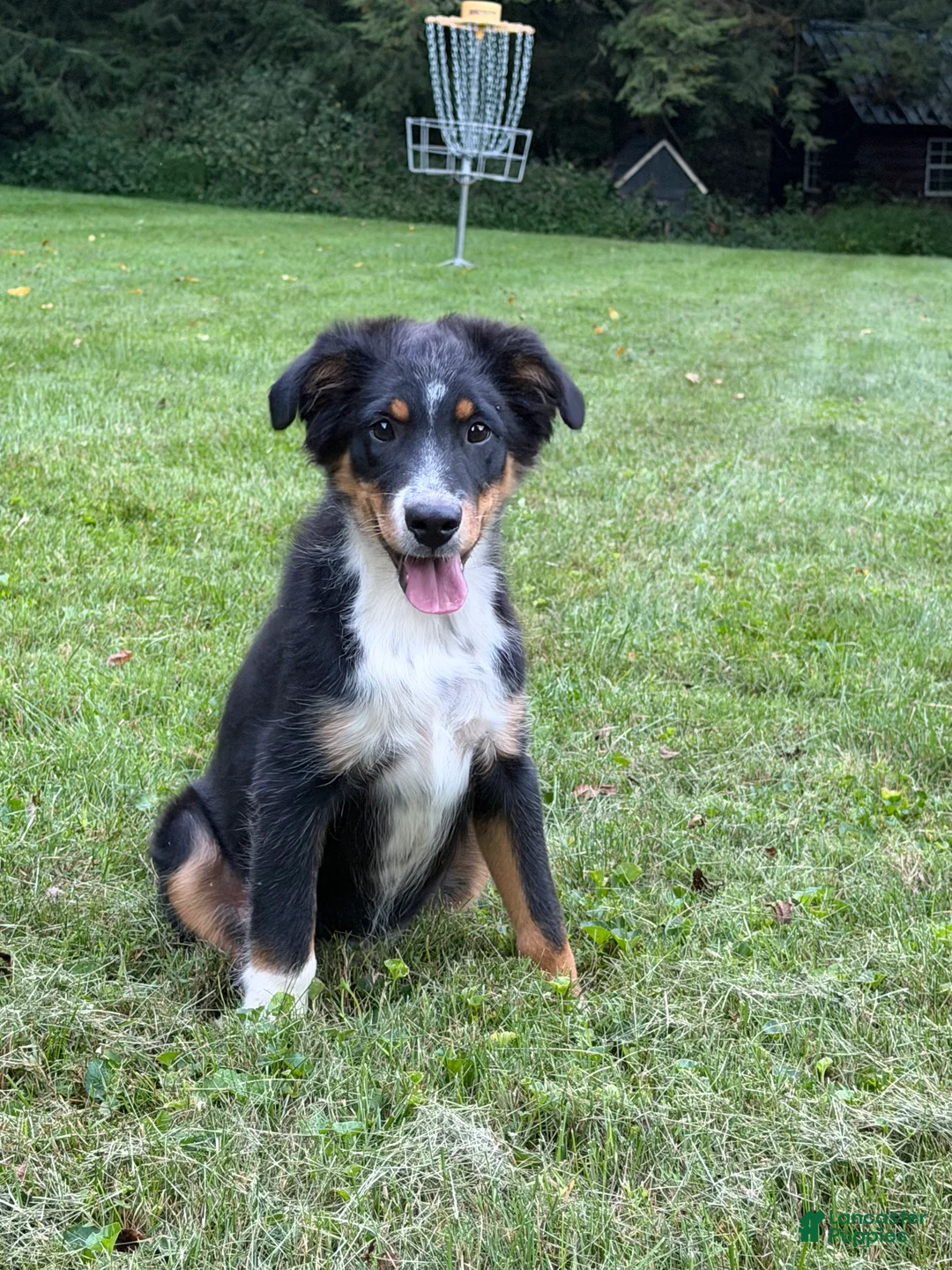 Miniature Australian Shepherd dogs for sale: Tucker - Ad 2