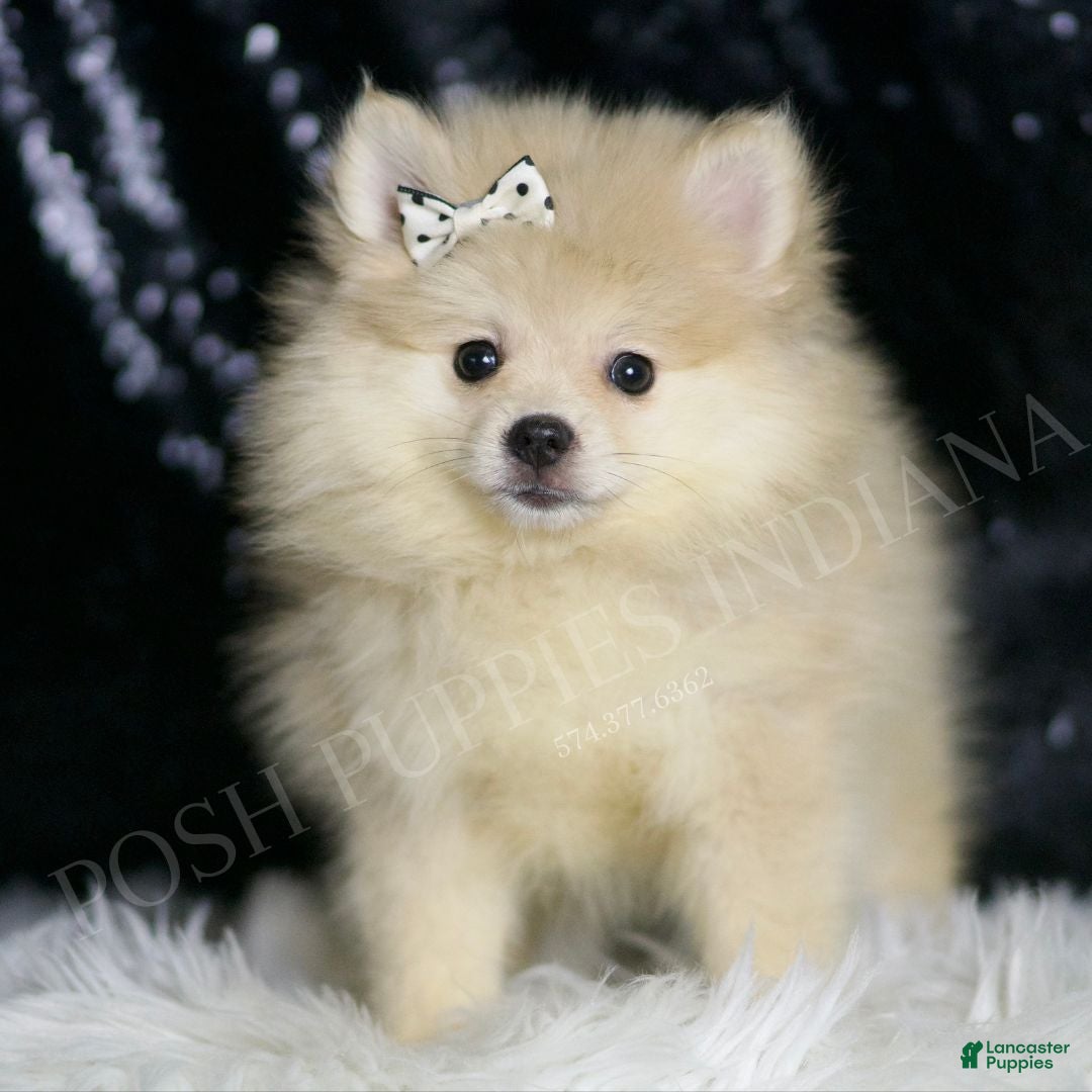 Pomeranian dogs Snickerdoodle - Ad 1