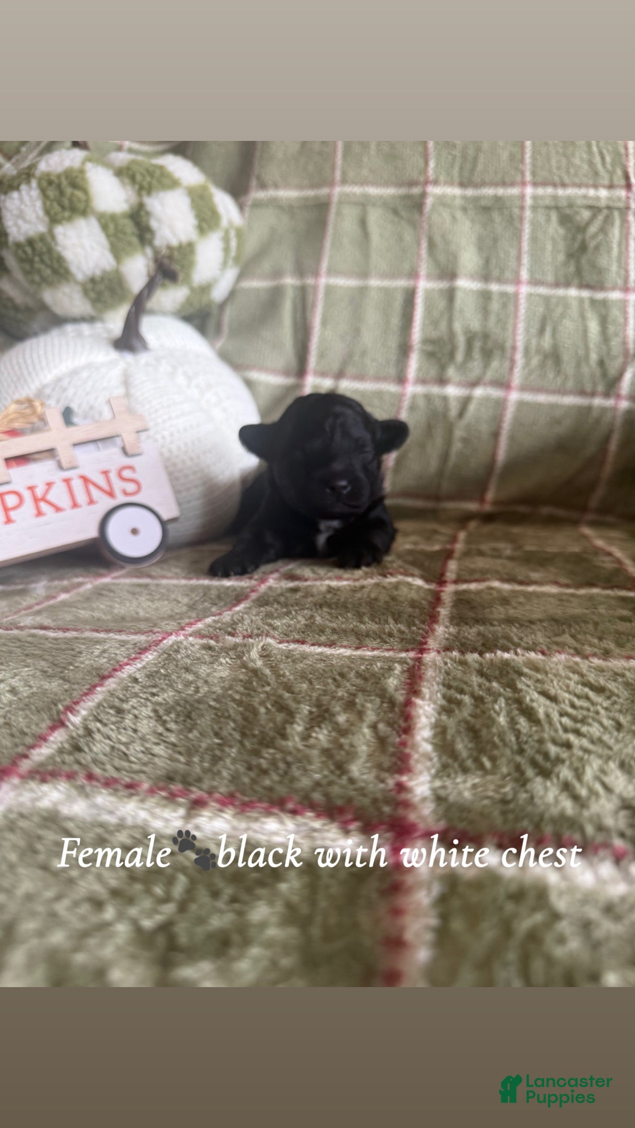 Miniature Poodle dogs Miniature Poodle 4 - Ad 36