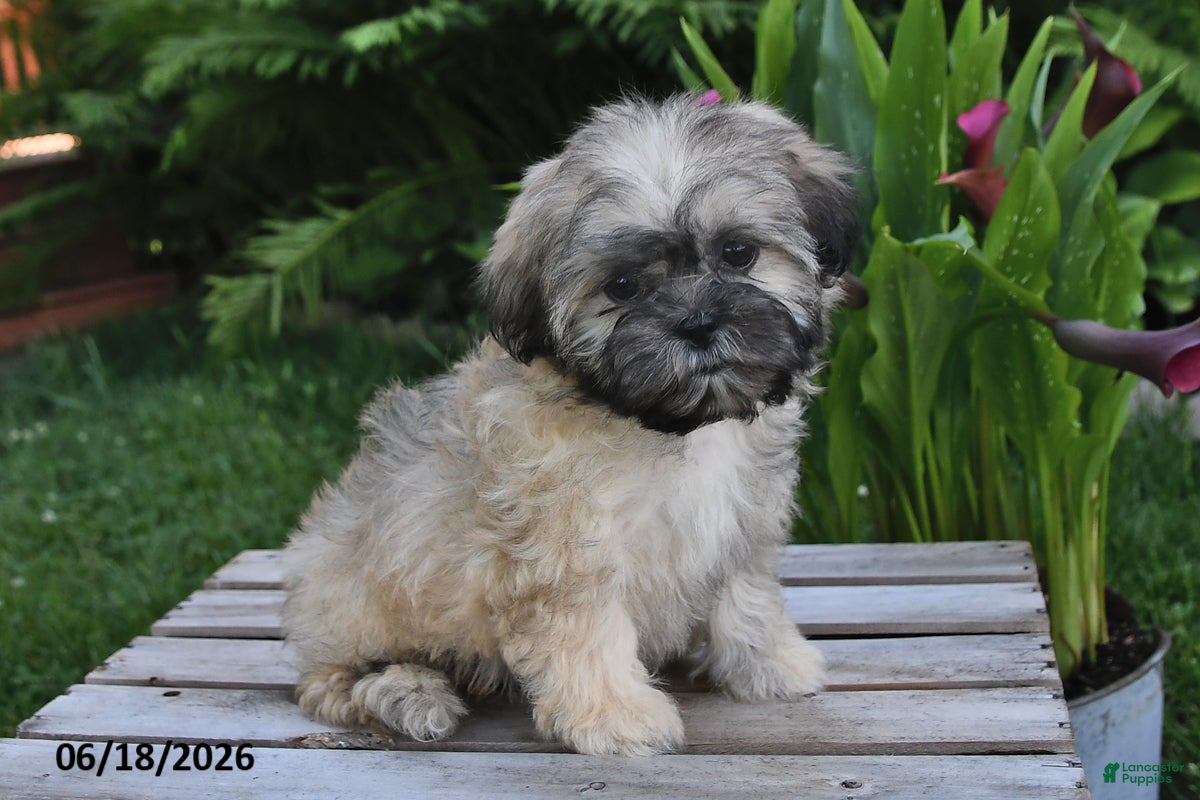 Teddy Bear dogs Penny - Ad 2