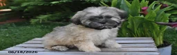 Teddy Bear dogs for sale: Penny - Ad 2