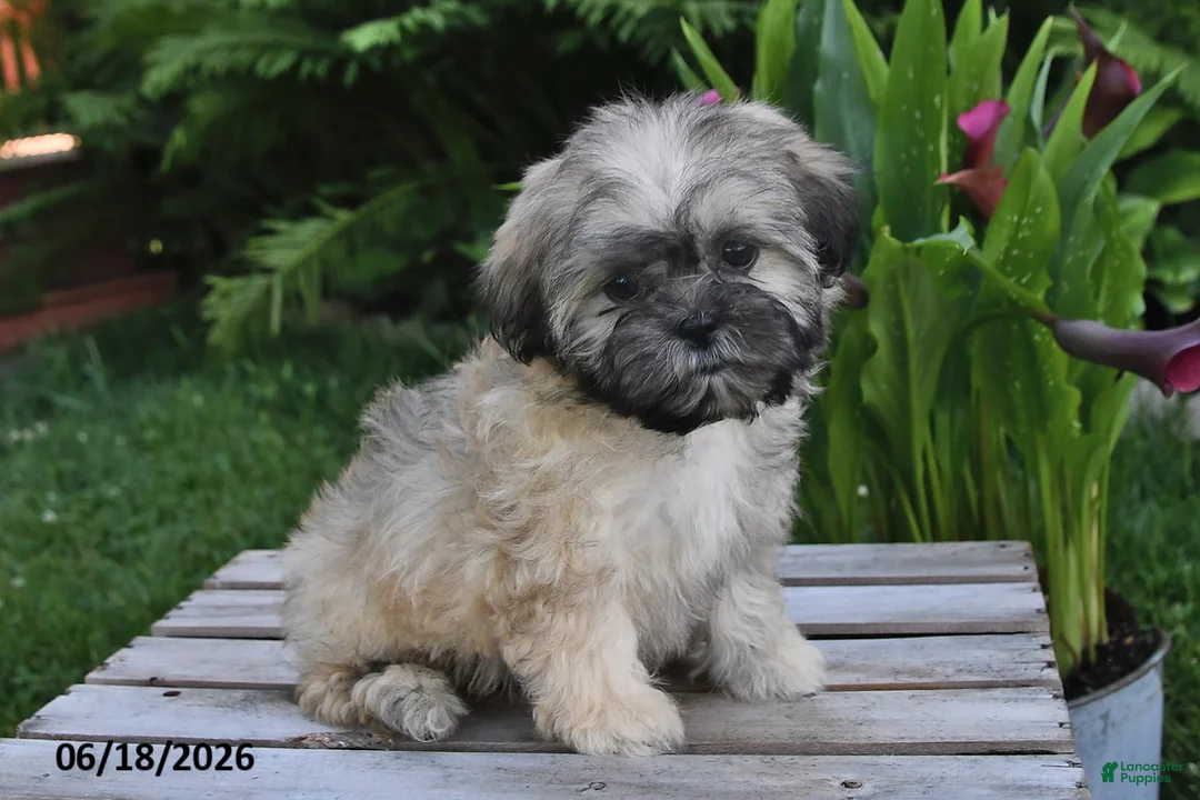 Teddy Bear dogs for sale: Penny - Ad 2