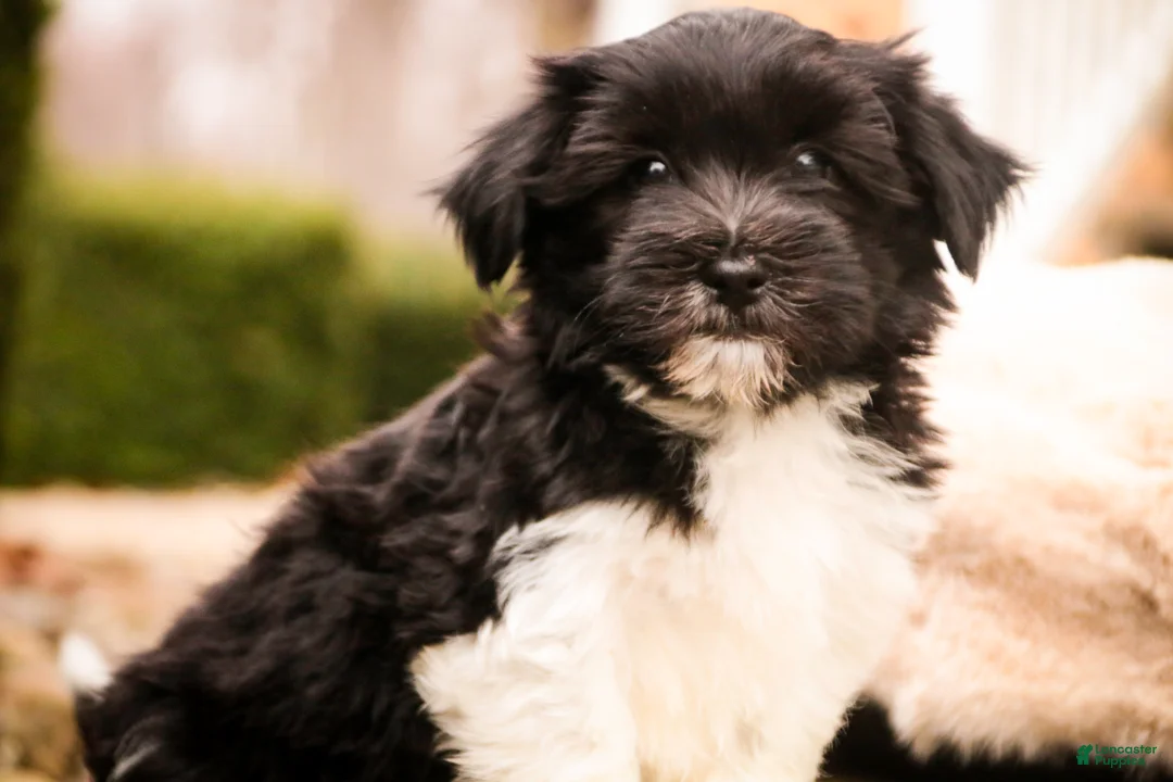 Havanese dogs for sale: Oreo - Ad 4