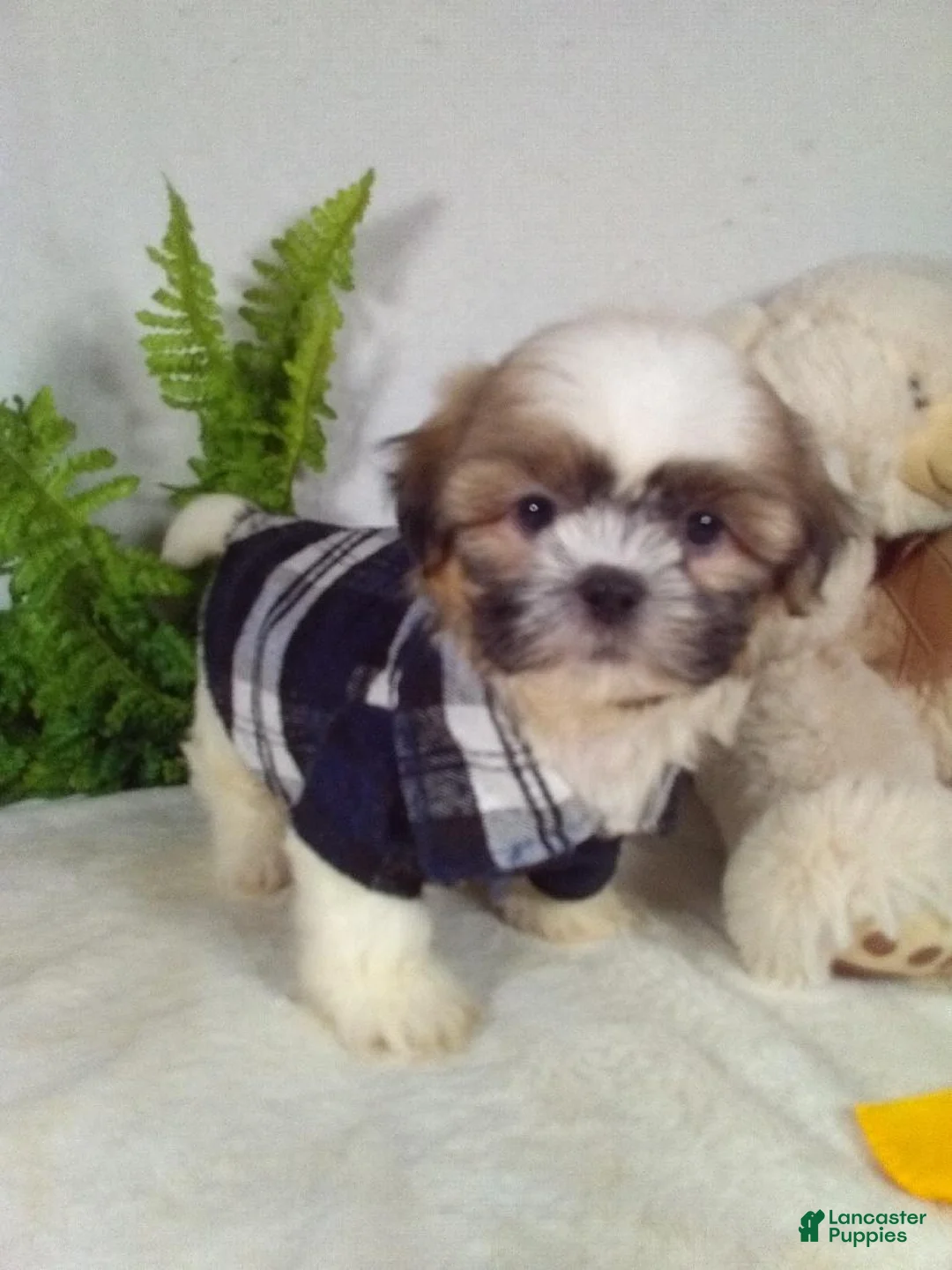 Shih Tzu dogs for sale: Max - Ad 2