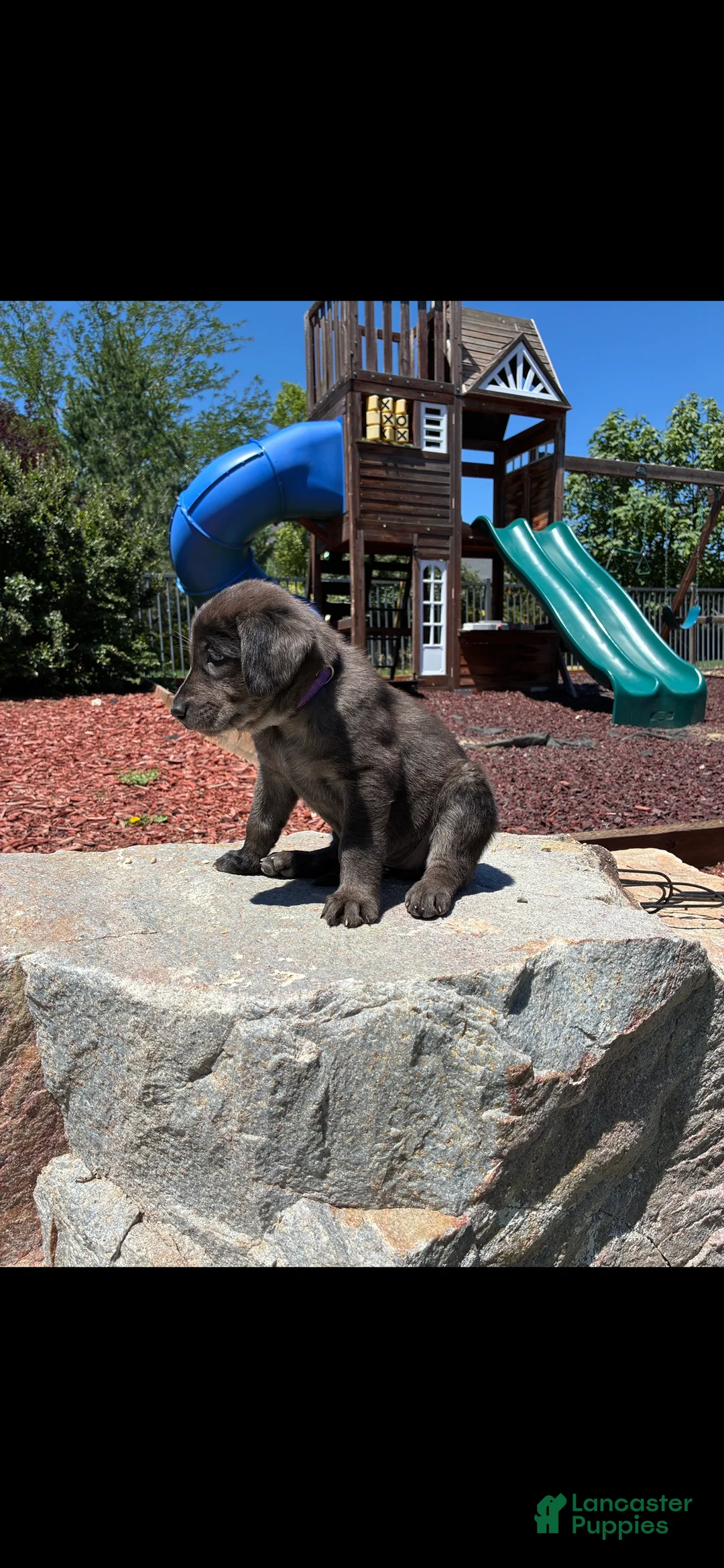 Mixed Breed dogs for sale: Purple - Ad 2