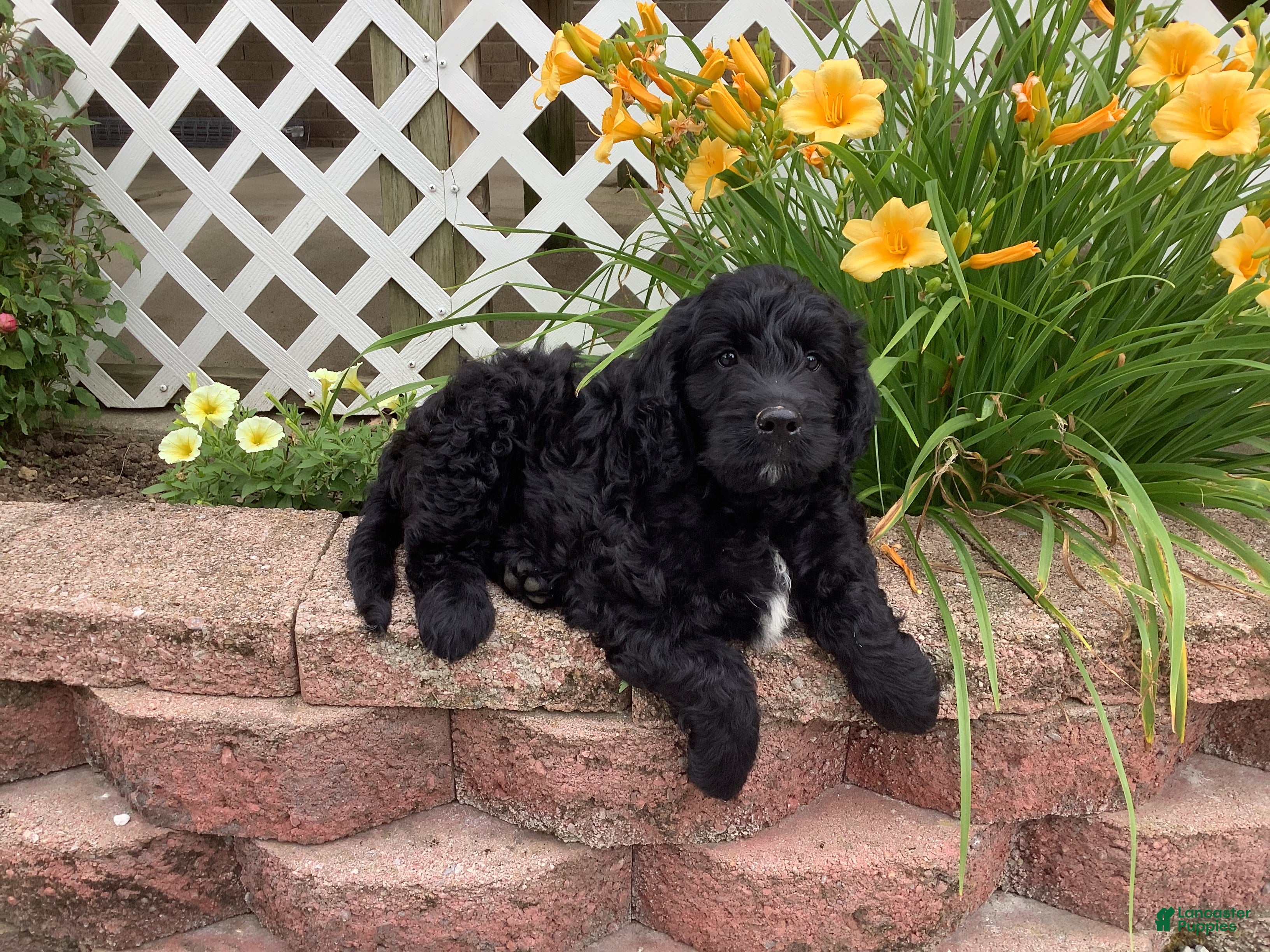 Mini Goldendoodle dogs Freddie - Ad 1
