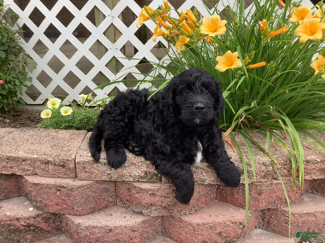 Mini Goldendoodle dogs for sale: Freddie - Ad 1