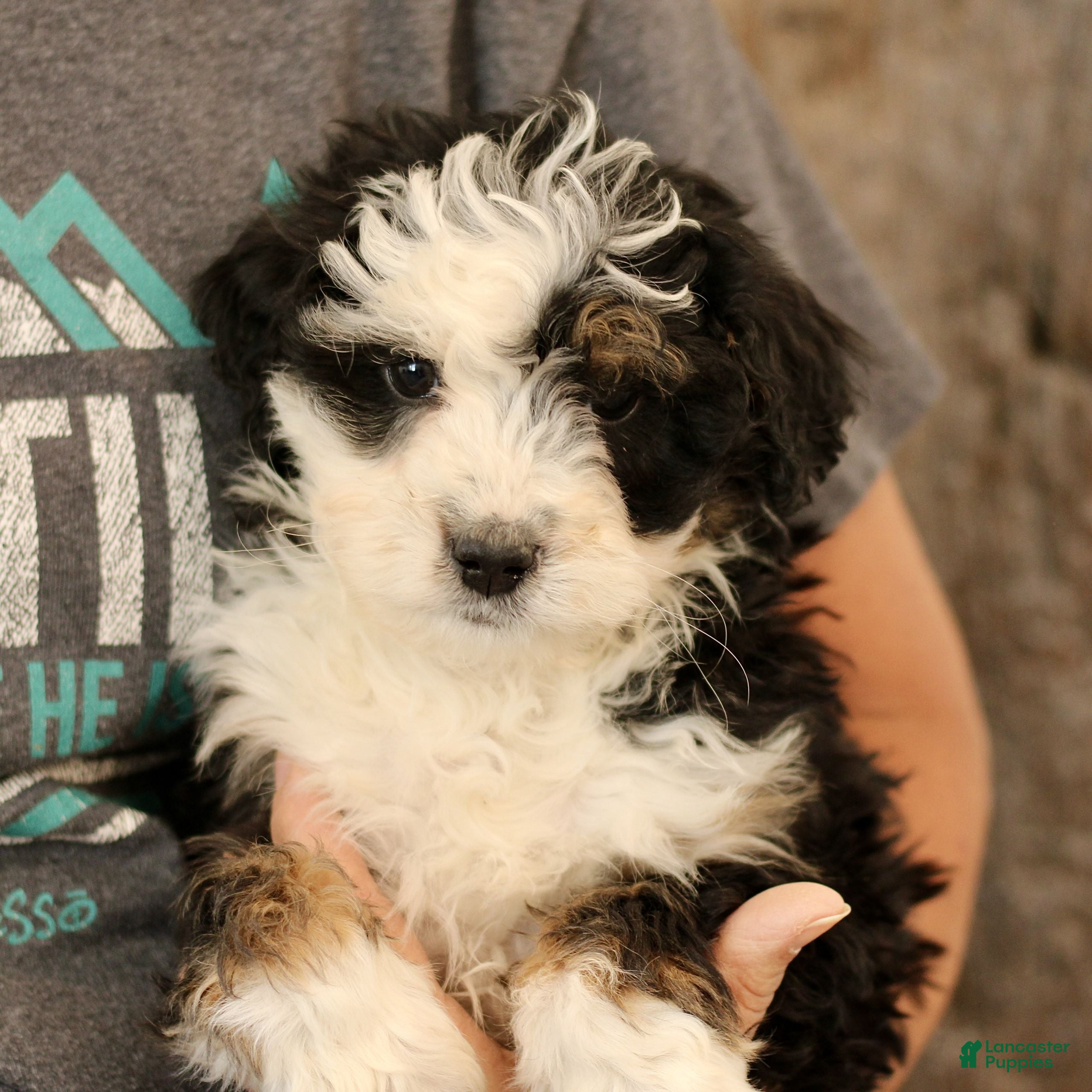 Mini Bernedoodle dogs Karl  - Ad 2