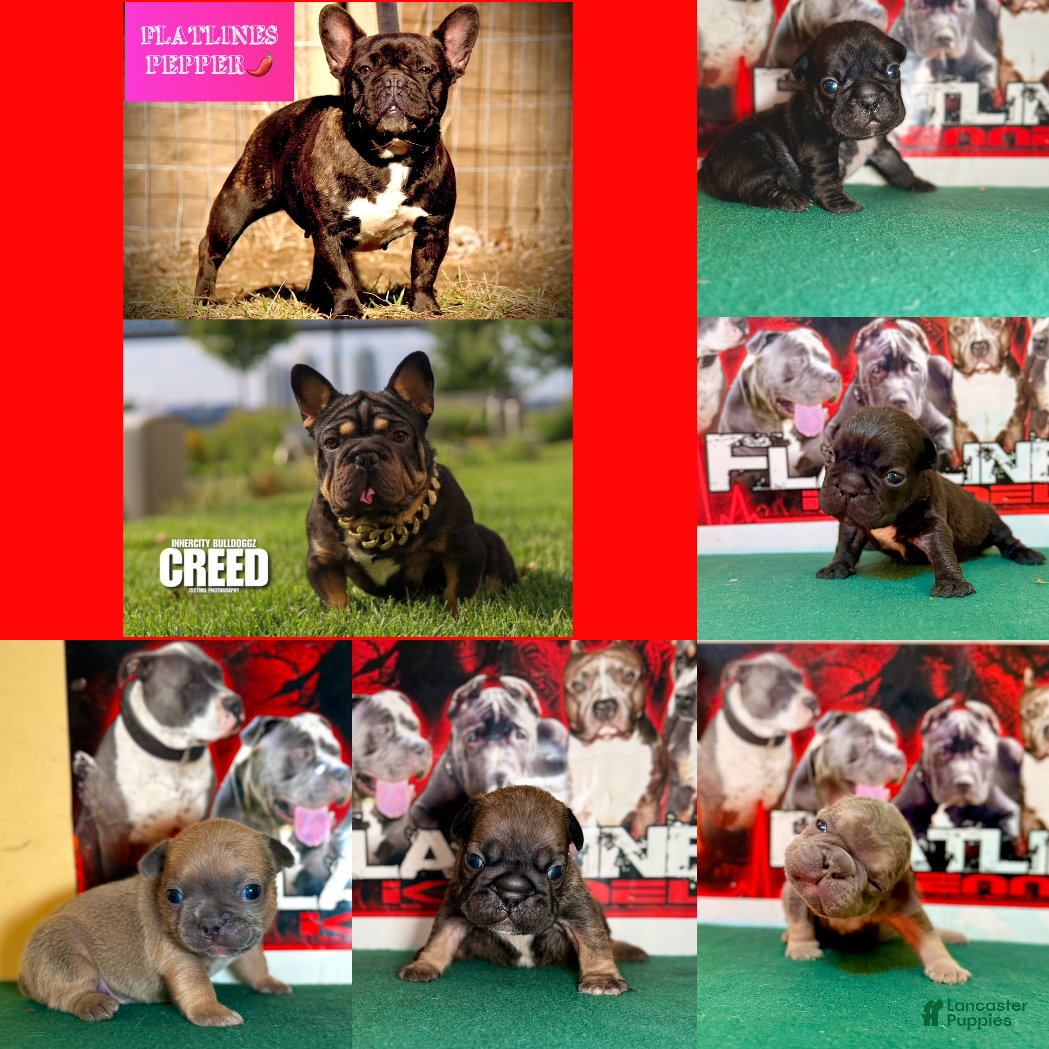 French Bulldog dogs French Bulldog Puppy 1 - Ad 17