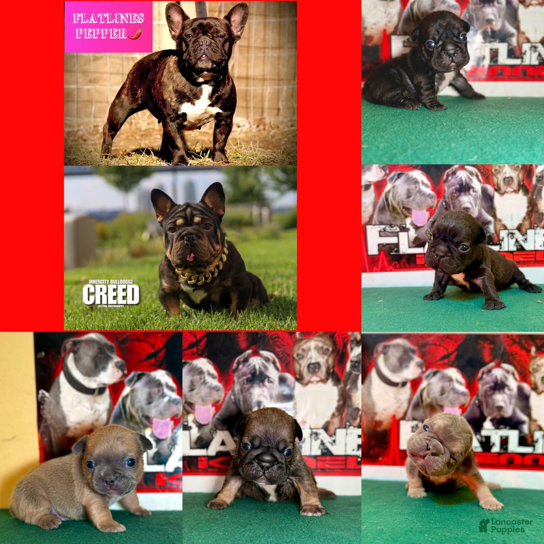 French Bulldog dogs for sale: French Bulldog Puppy 1 - Ad 1