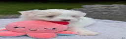 Maltese dogs for sale: Maltese 2 - Ad 2