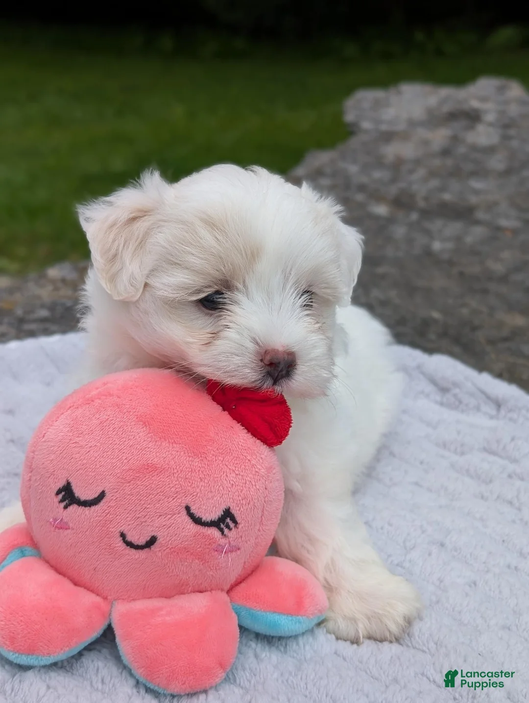 Maltese dogs for sale: Maltese 2 - Ad 2
