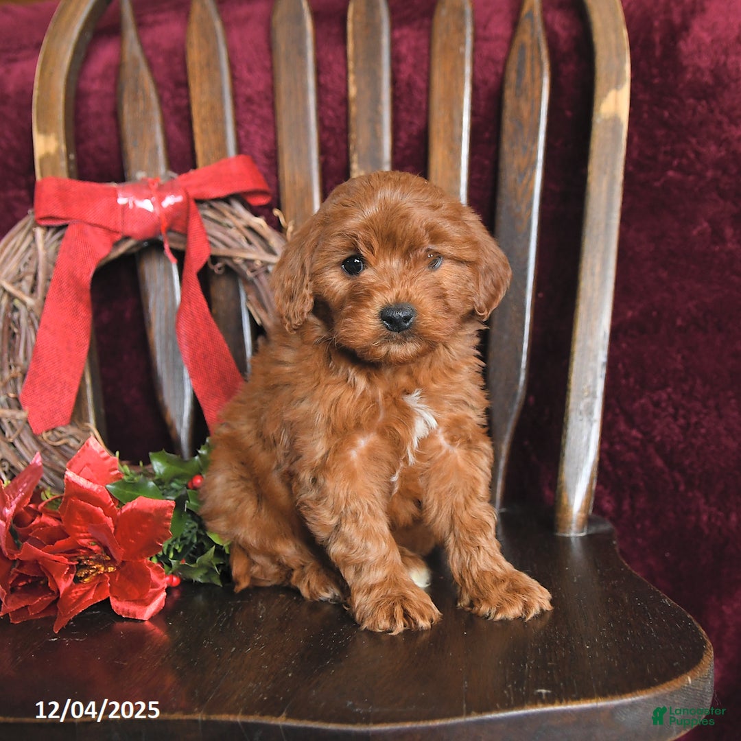Cavapoo dogs for sale: Mervin - Ad 3