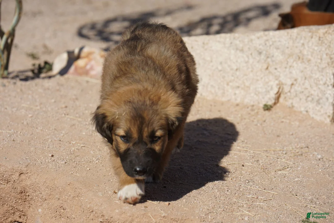 Mixed Breed dogs for sale: Toes F Sable - Ad 7