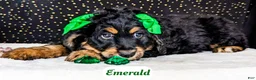 Bernedoodle dogs for sale: Emerald - Ad 7