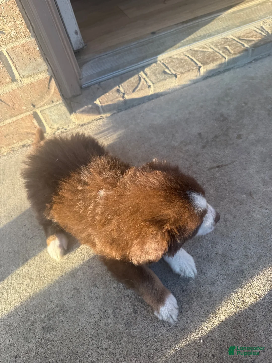 Australian Shepherd dogs for sale: Australian Shepherd 1 - Ad 2