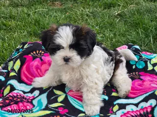 Shihpoo dogs Blossom - Ad 1
