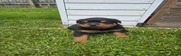 Rottweiler dogs for sale: Bingo  - Ad 4