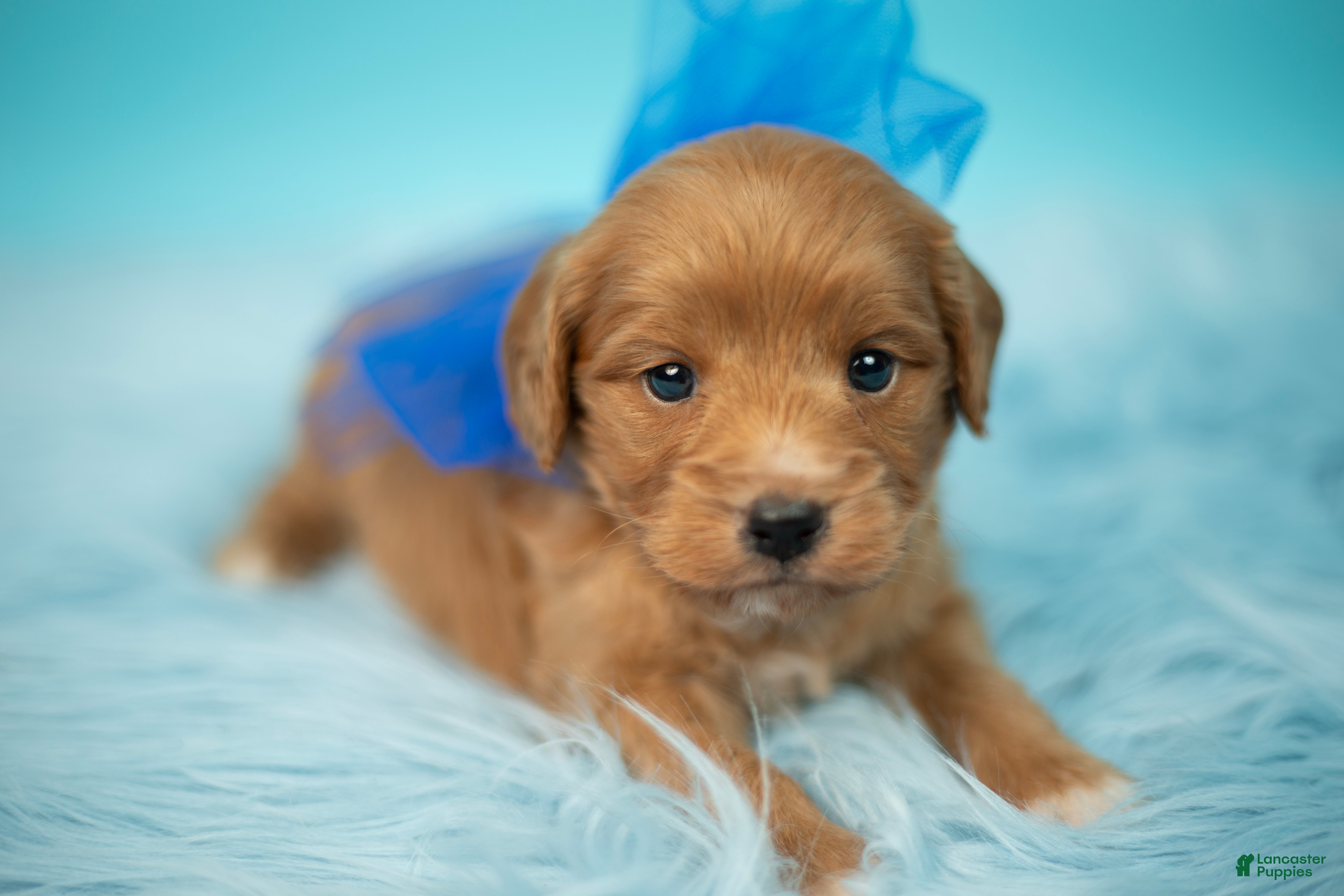 Maltipoo dogs Bear - Ad 2