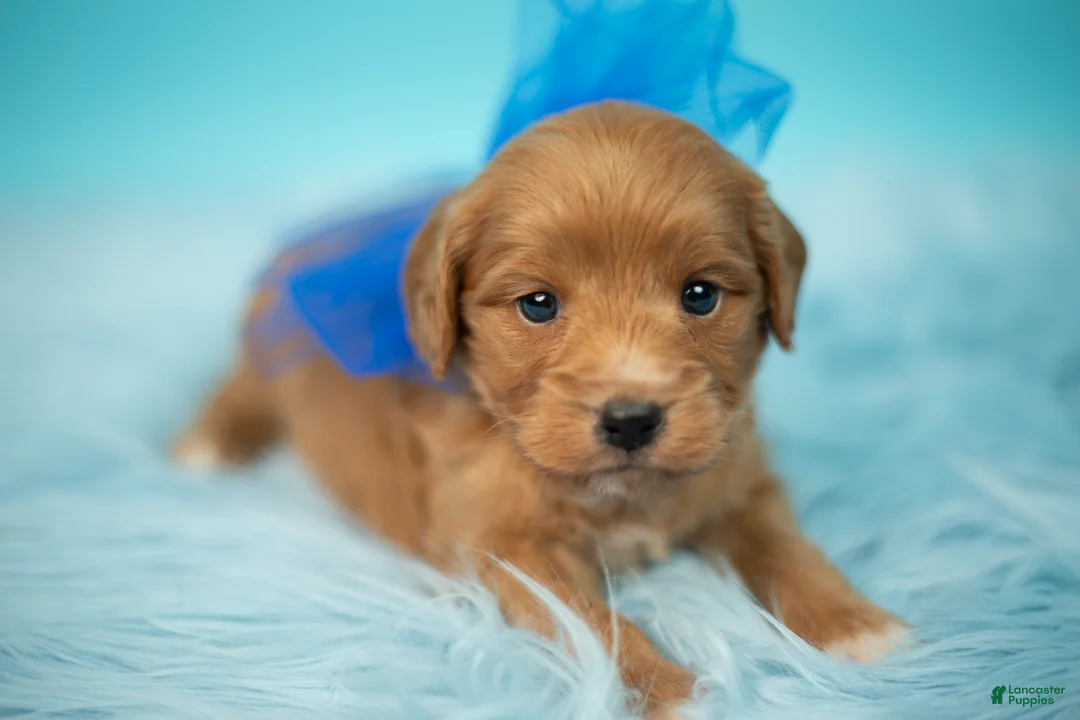 Maltipoo dogs for sale: Bear - Ad 2