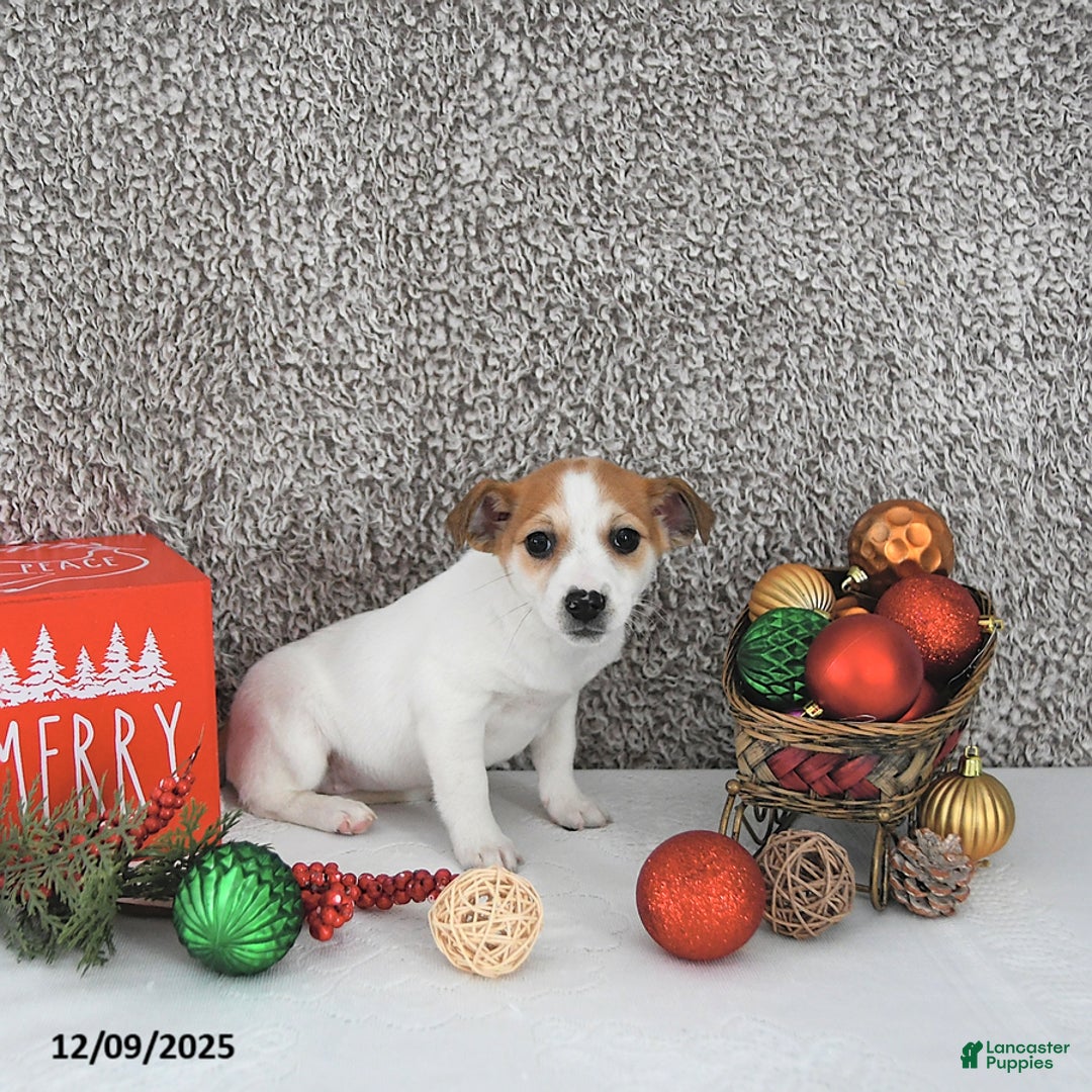 Jack Russell Terrier dogs for sale: Reba - Ad 4