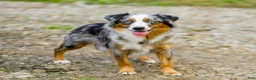 Mini Aussiedoodle dogs for sale: Blaze - Ad 9