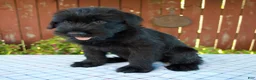 Giant Schnauzer dogs for sale: Orus - Ad 5