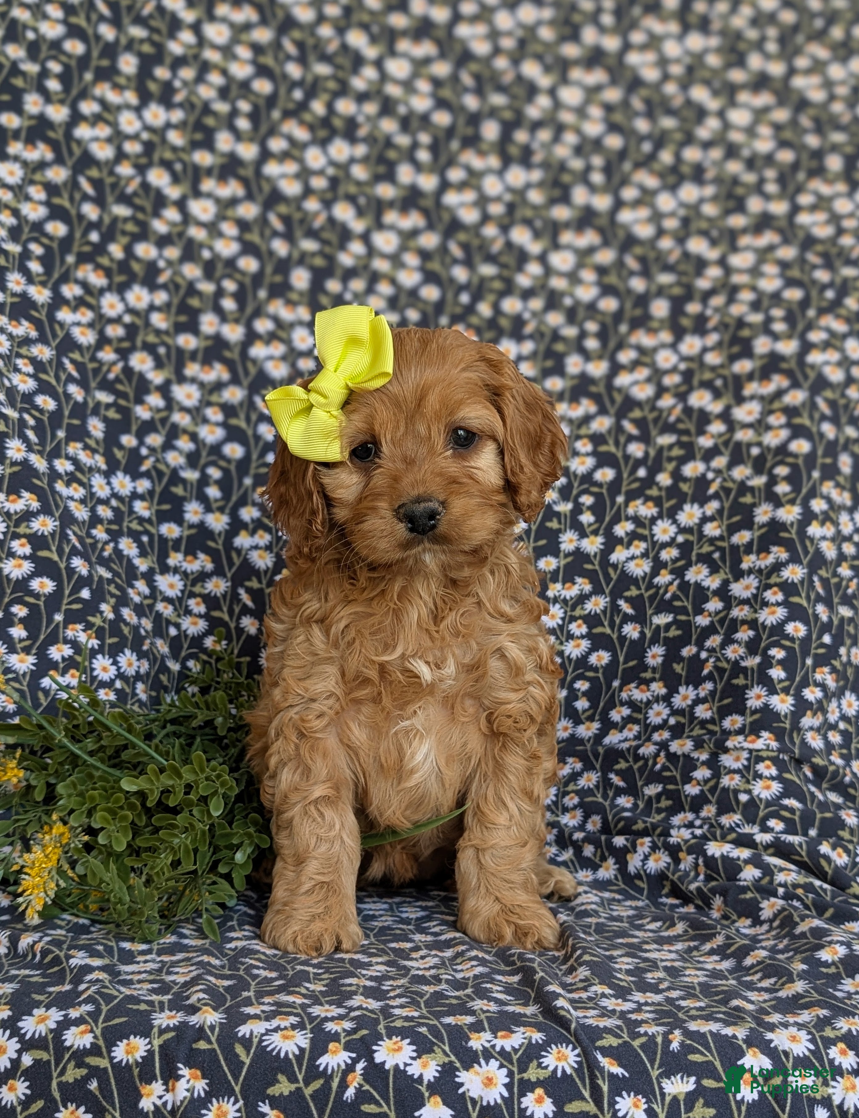 Cockapoo dogs for sale: Gwenneth - Ad 2