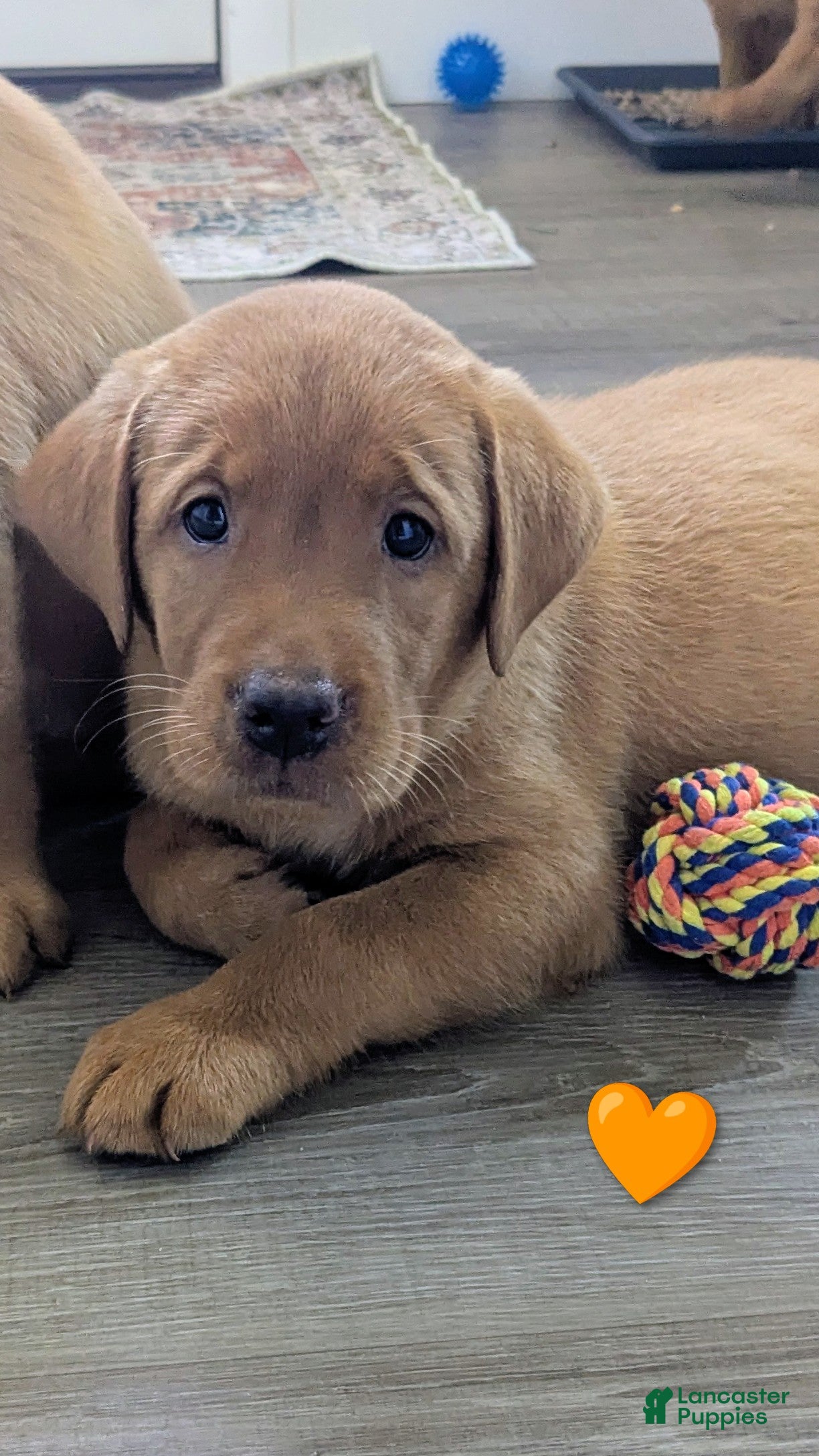 Labrador Retriever dogs Ginger - Ad 1