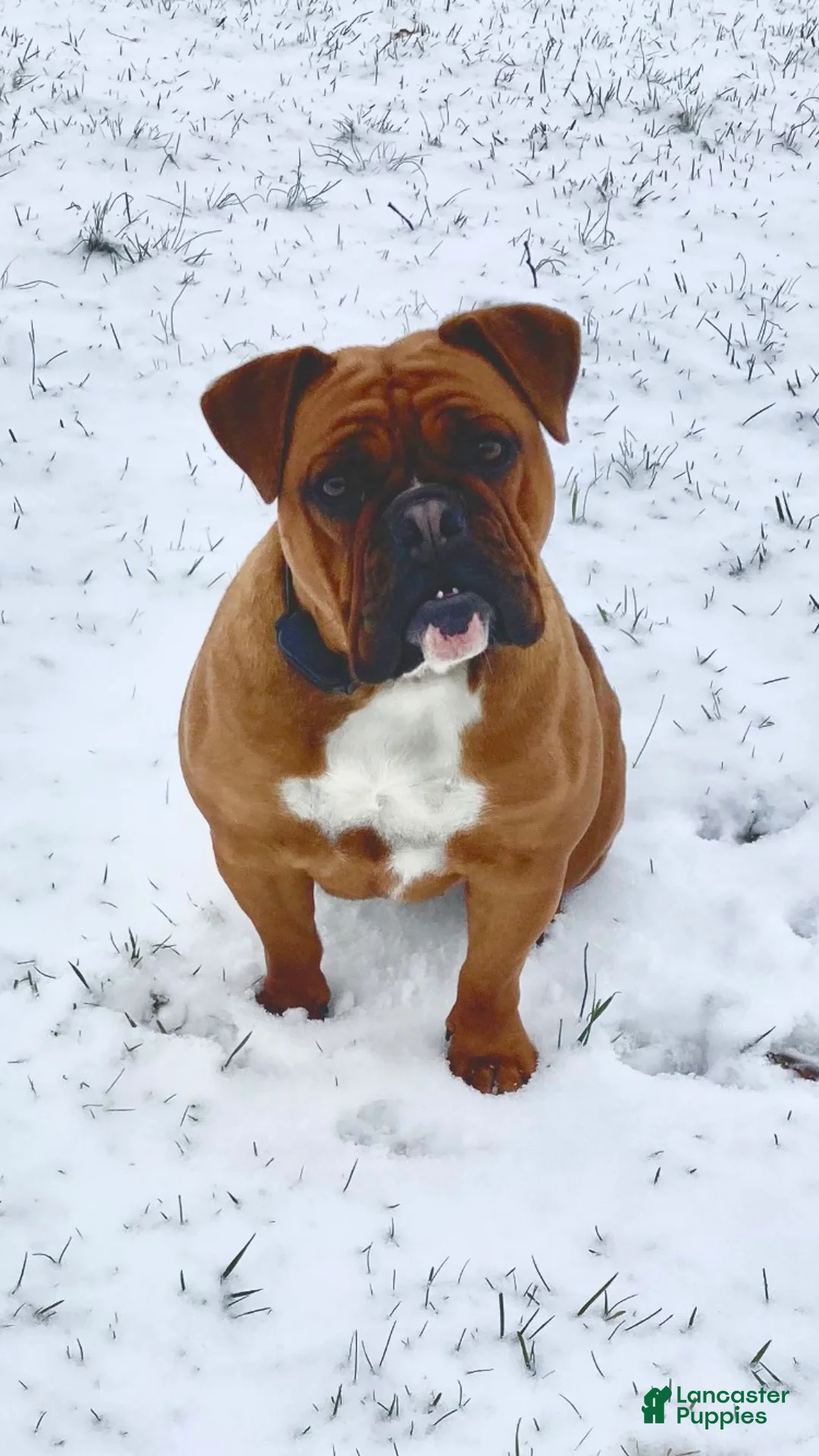 English Bulldog dogs for sale: English Bulldog Puppy 1 - Ad 7