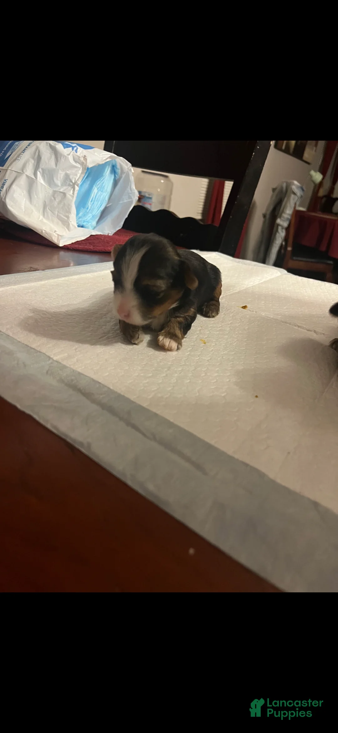 Yorkshire Terrier dogs for sale: Sophie 🩷 - Ad 2