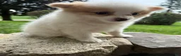 Pomeranian dogs for sale: Rudy - Ad 13