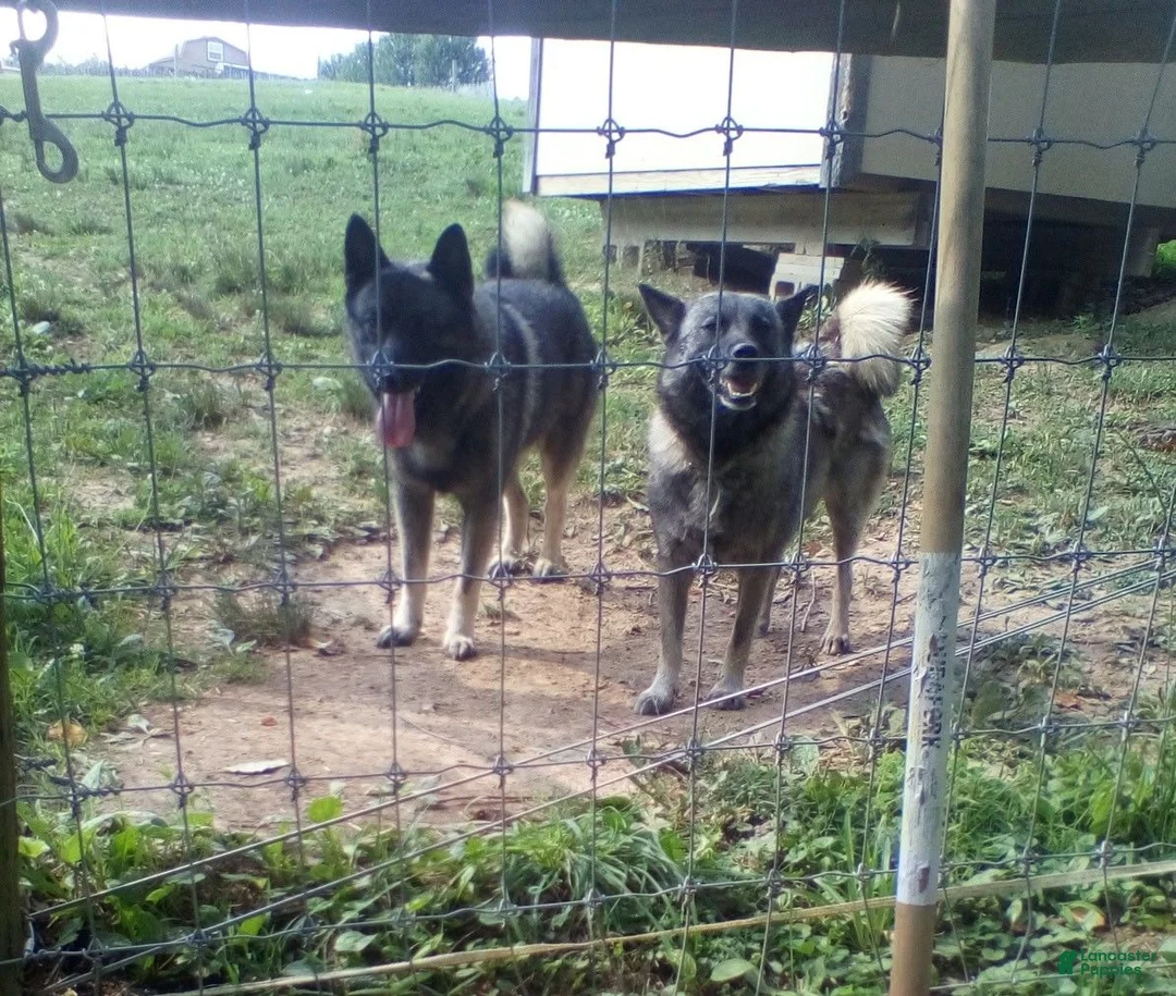 Norwegian Elkhound dogs for sale: Bubba - Ad 6