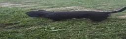 Miniature Dachshund dogs for sale: Thunder - Ad 6
