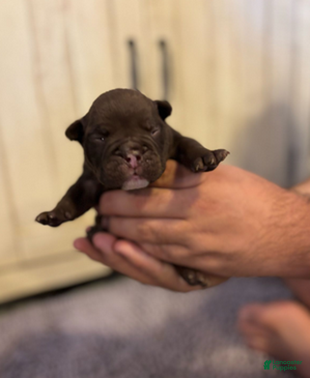 English Bulldog dogs for sale: Buggsy - Ad 6