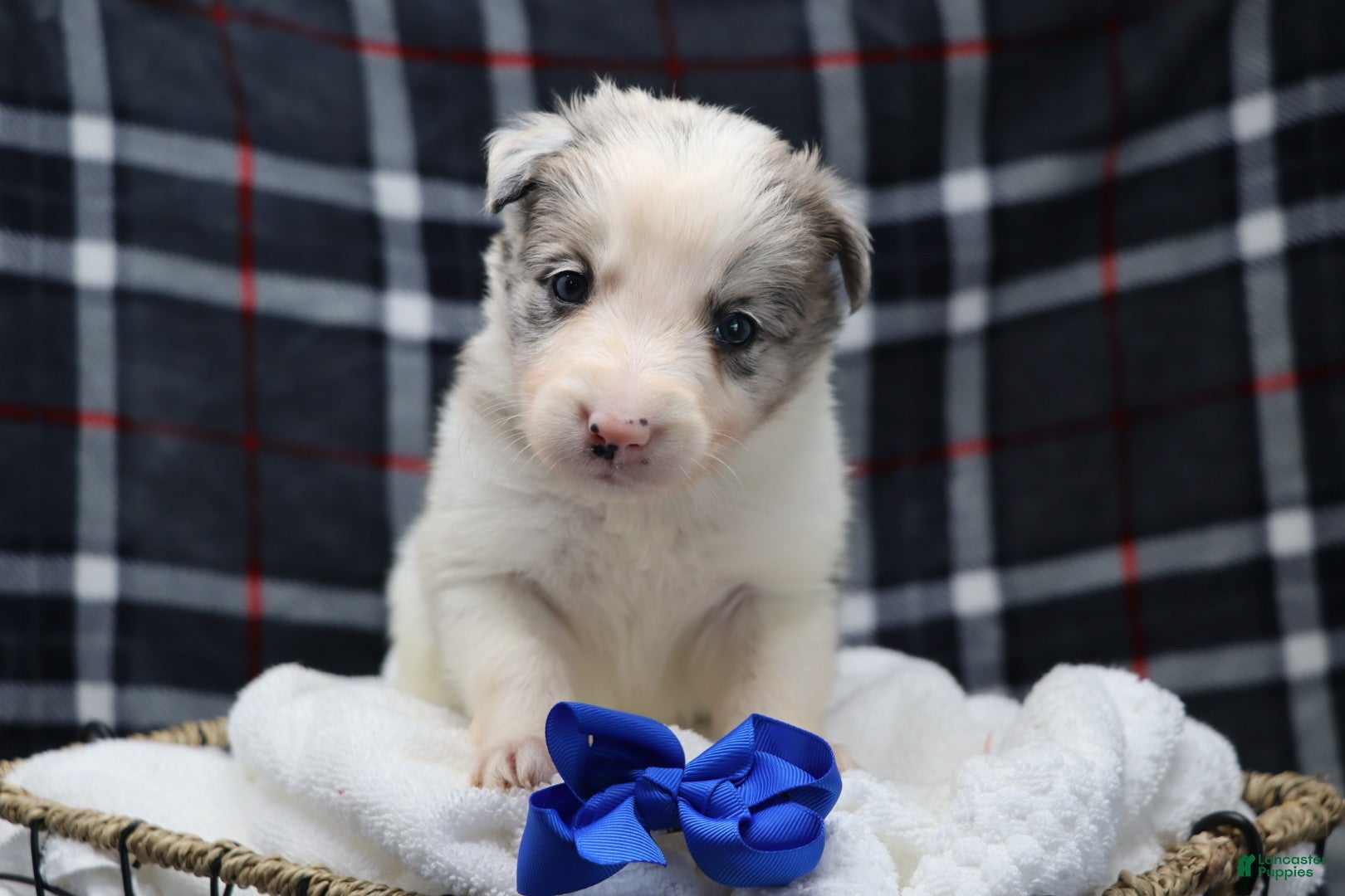 Border Collie dogs  ice - Ad 21