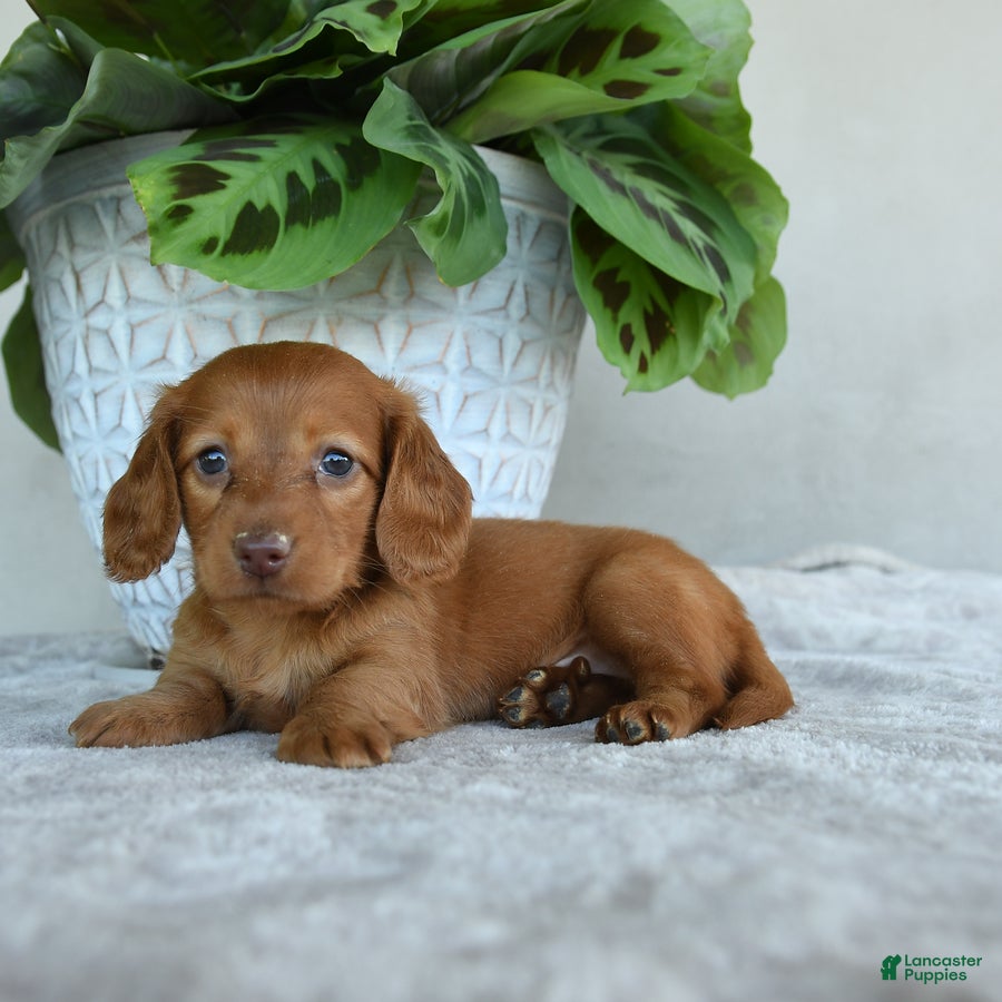 Dachshund dogs for sale: Wendy - Ad 3