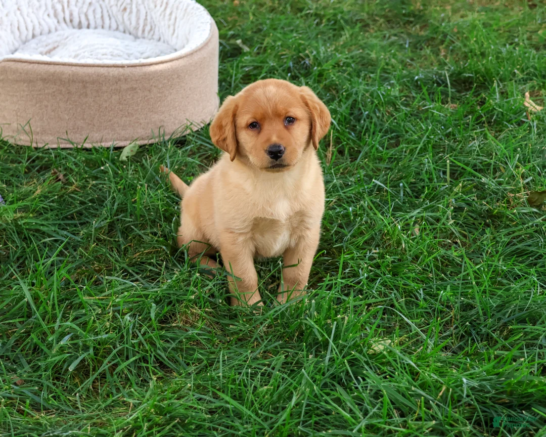 Labrador Retriever dogs for sale: Cristina - Ad 1