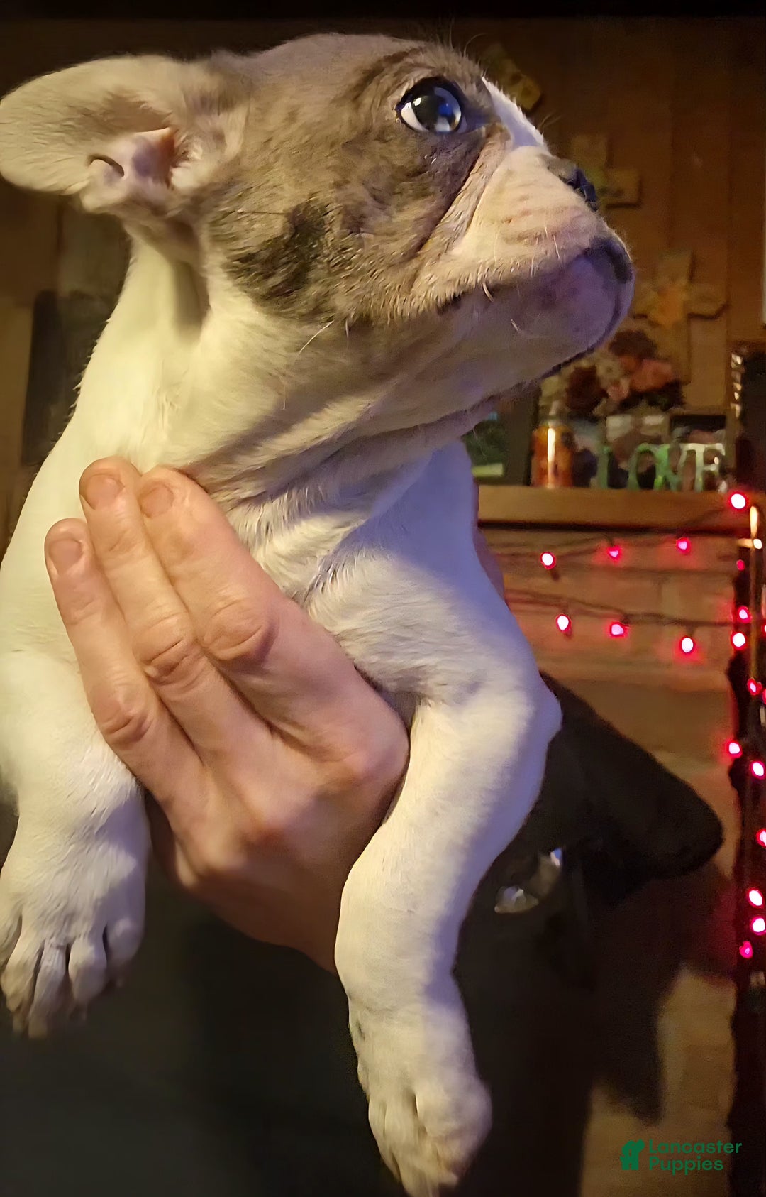 French Bulldog dogs for sale: Little Sassafrass - Ad 1