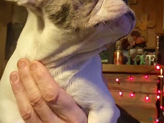 French Bulldog dogs Little Sassafrass - Ad 28