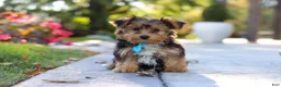 Yorkiepoo dogs for sale: Winston - Ad 3