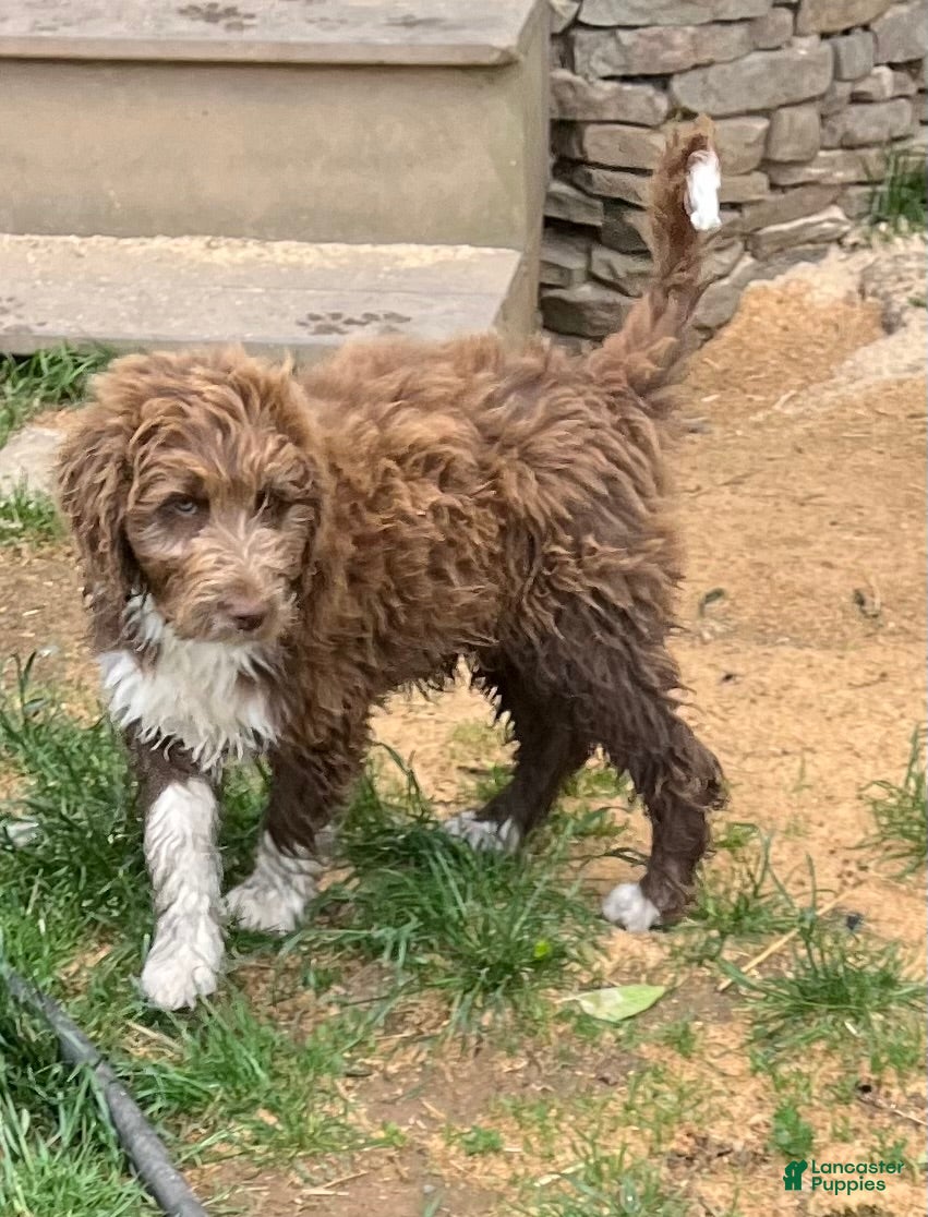 Aussiedoodle dogs Spur - Ad 2