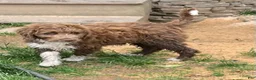 Aussiedoodle dogs for sale: Spur - Ad 2